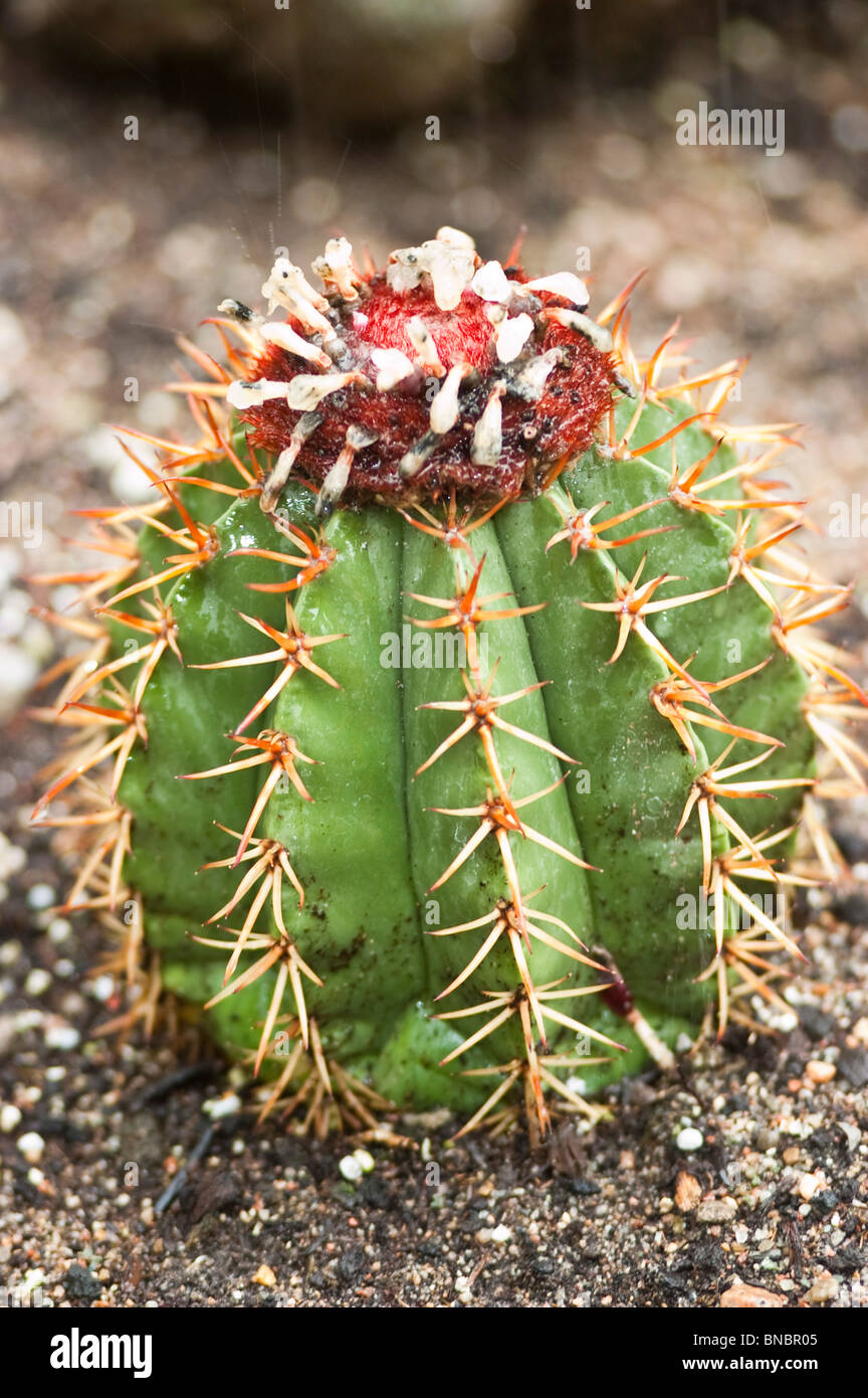Melon cactus (Melocactus salvadorensis) with red cephalum and sharp spines,  Cactaceae family, native to Brazil Stock Photo - Alamy