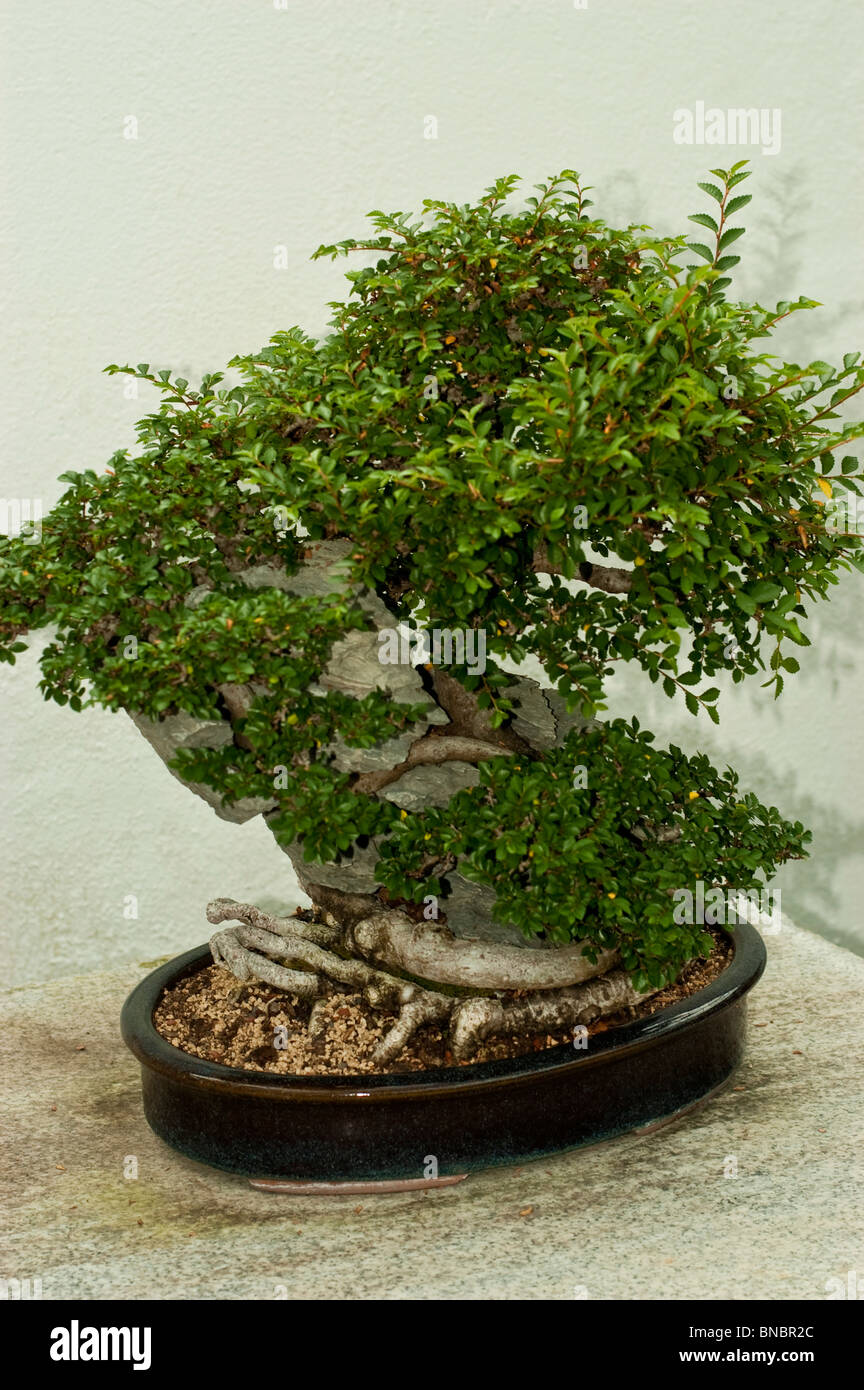 Chinese elm, ulmus parvifolia on Ying Tak stone bonsai tree in Montreal Botanical Garden, Canada Stock Photo