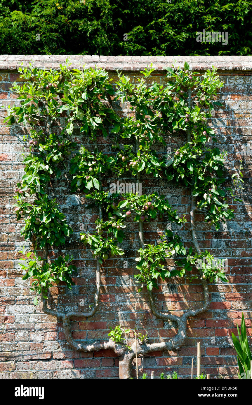 Apple growing against wall hires stock photography and images Alamy