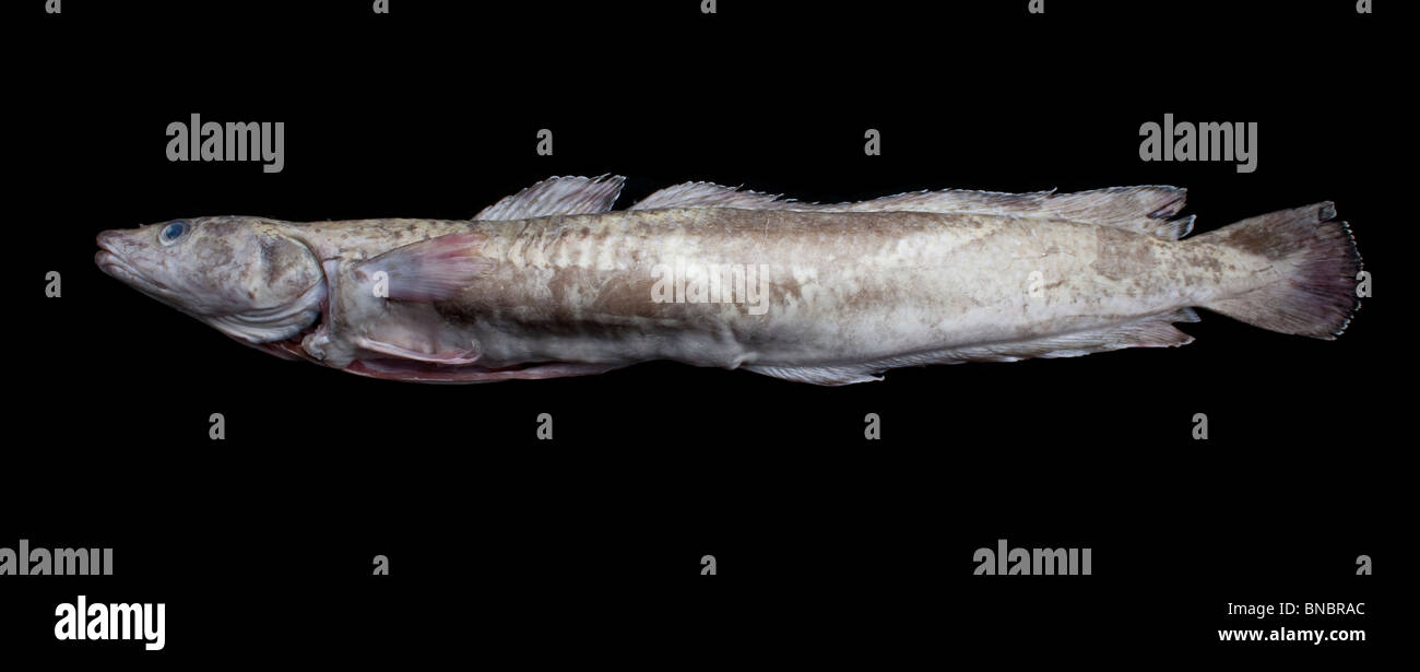 Ling, common ling or Molva molva is an ocean fish in the cod family whose habitat is in the Atlantic ocean Stock Photo
