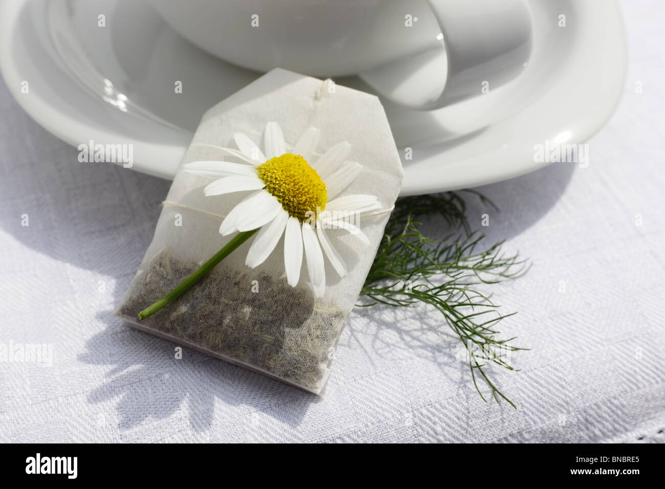 Teetasse mit Aufgussbeutel Kamillentee, Matricaria chamomilla Stock Photo