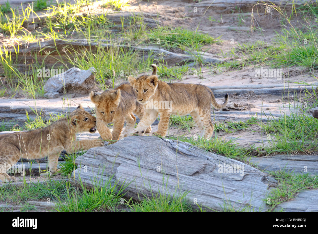 Lion cubs, Panthera leo, playing together, Masai Mara National Reserve ...