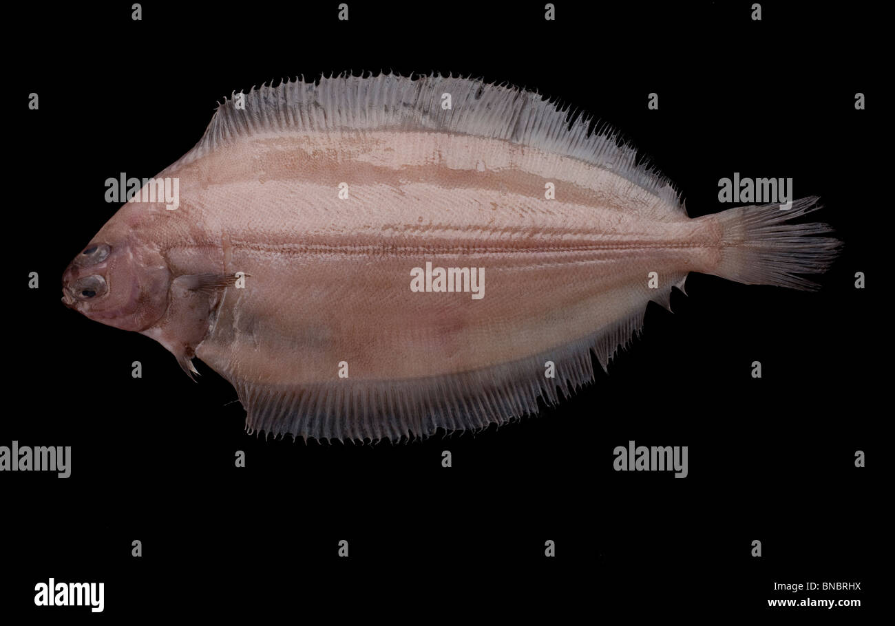 Witch flounder (Glyptocephalus cynoglossus) Stock Photo