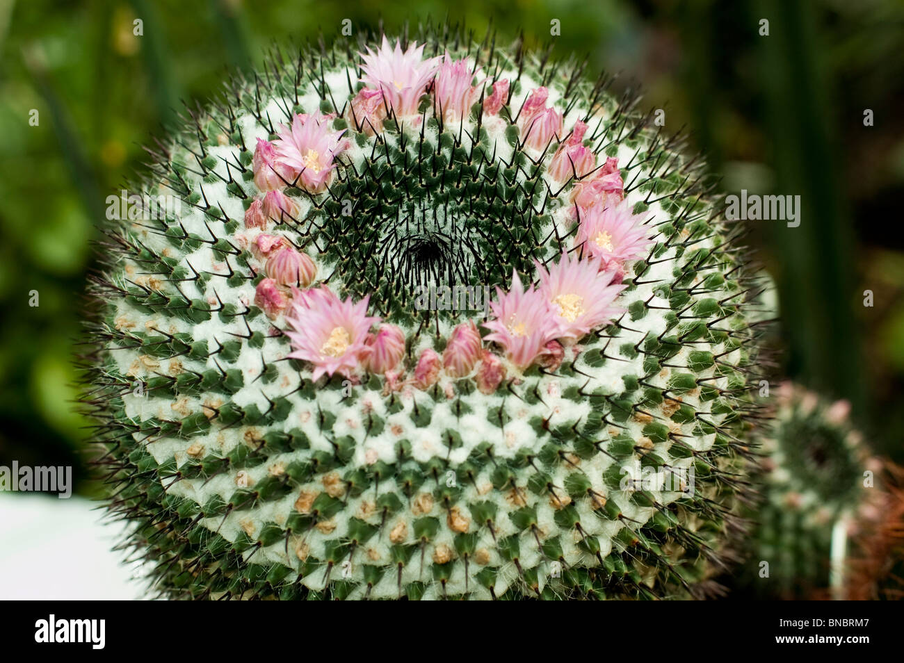 Mammillaria supertexta cactus with pink flowers and white woolly areoles.  Synonyms include Mammillaria martinezii and Mammillaria lanata Stock Photo  - Alamy