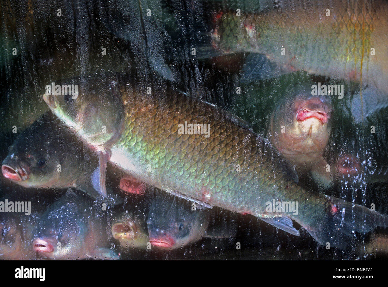 restaurant fish tank Stock Photo - Alamy