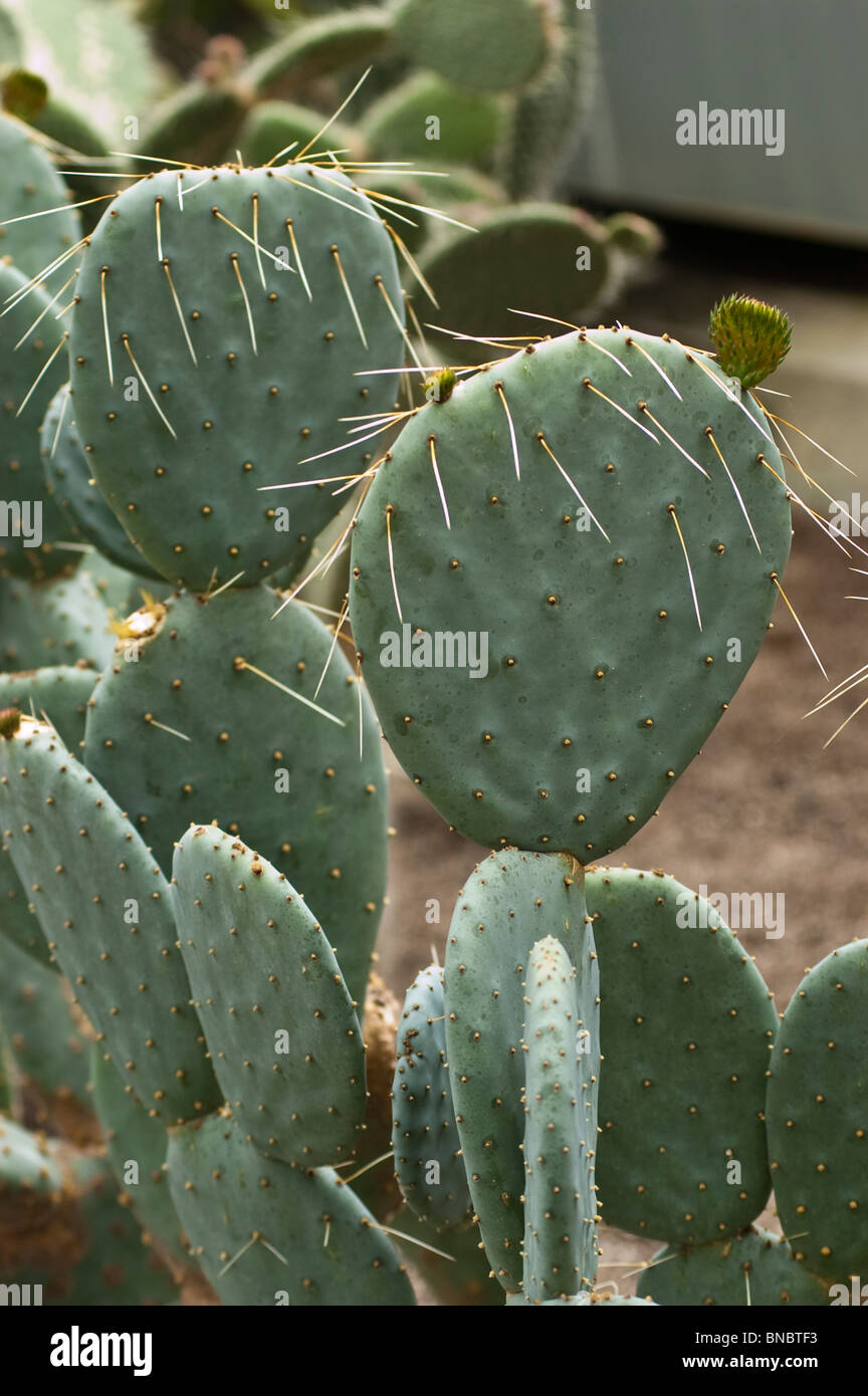 Twistspine pricklypear, Opuntia macrorhiza, cactaceae, Mexico, USA Stock Photo