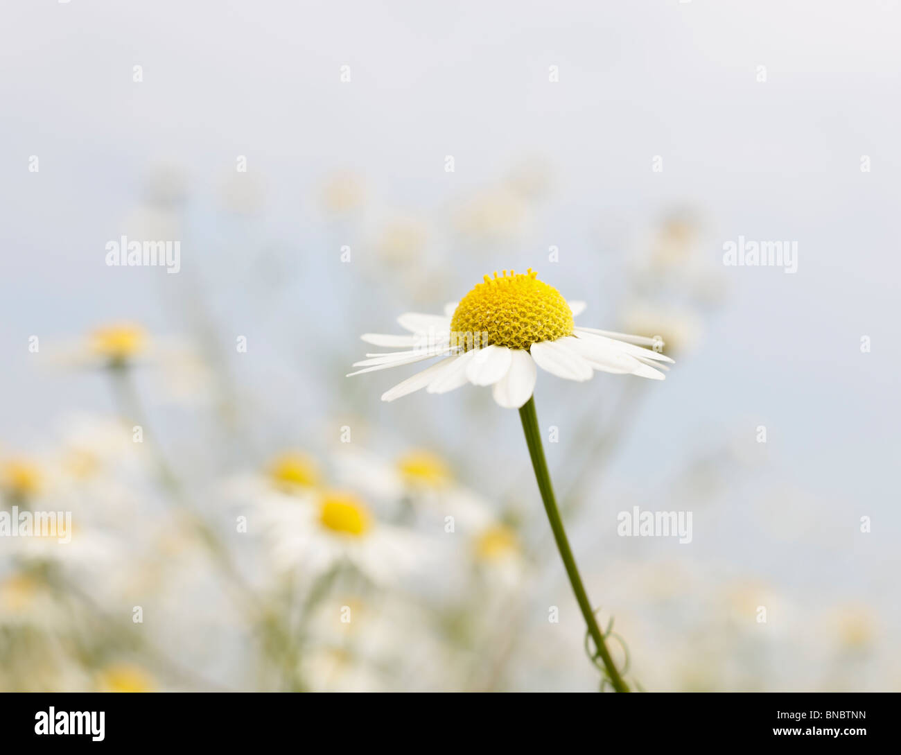 Chamomile, Matricaria chamomilla Stock Photo
