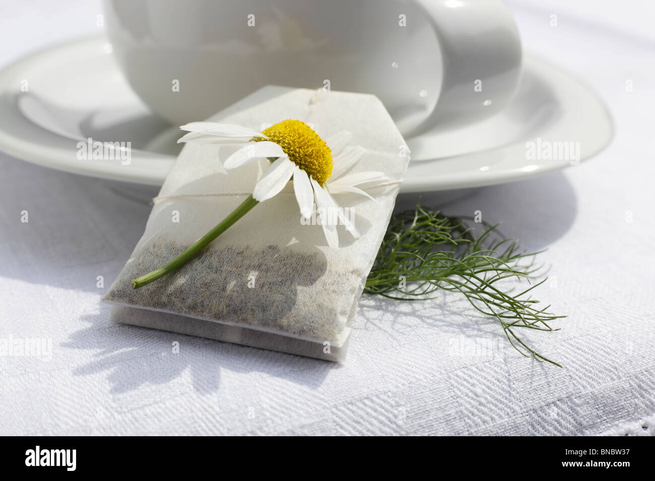 Teetasse mit Aufgussbeutel Kamillentee, Matricaria chamomilla Stock Photo
