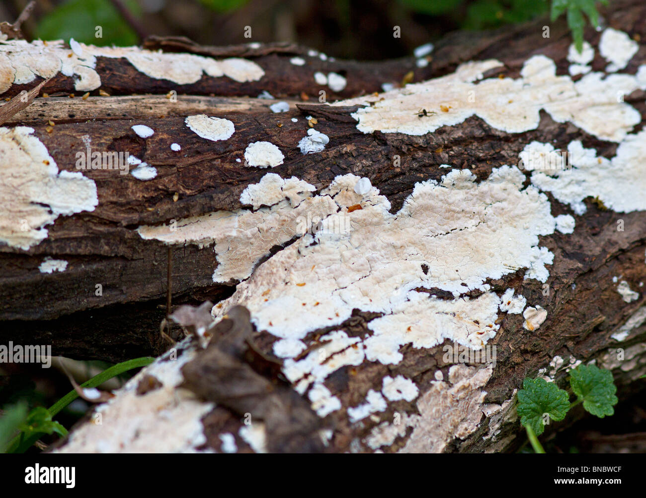 White Crustose lichen growing on fallen tree bark Stock Photo