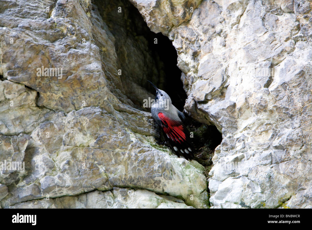Wallcreeper (Tichodromadidae) perching on a rock face Stock Photo