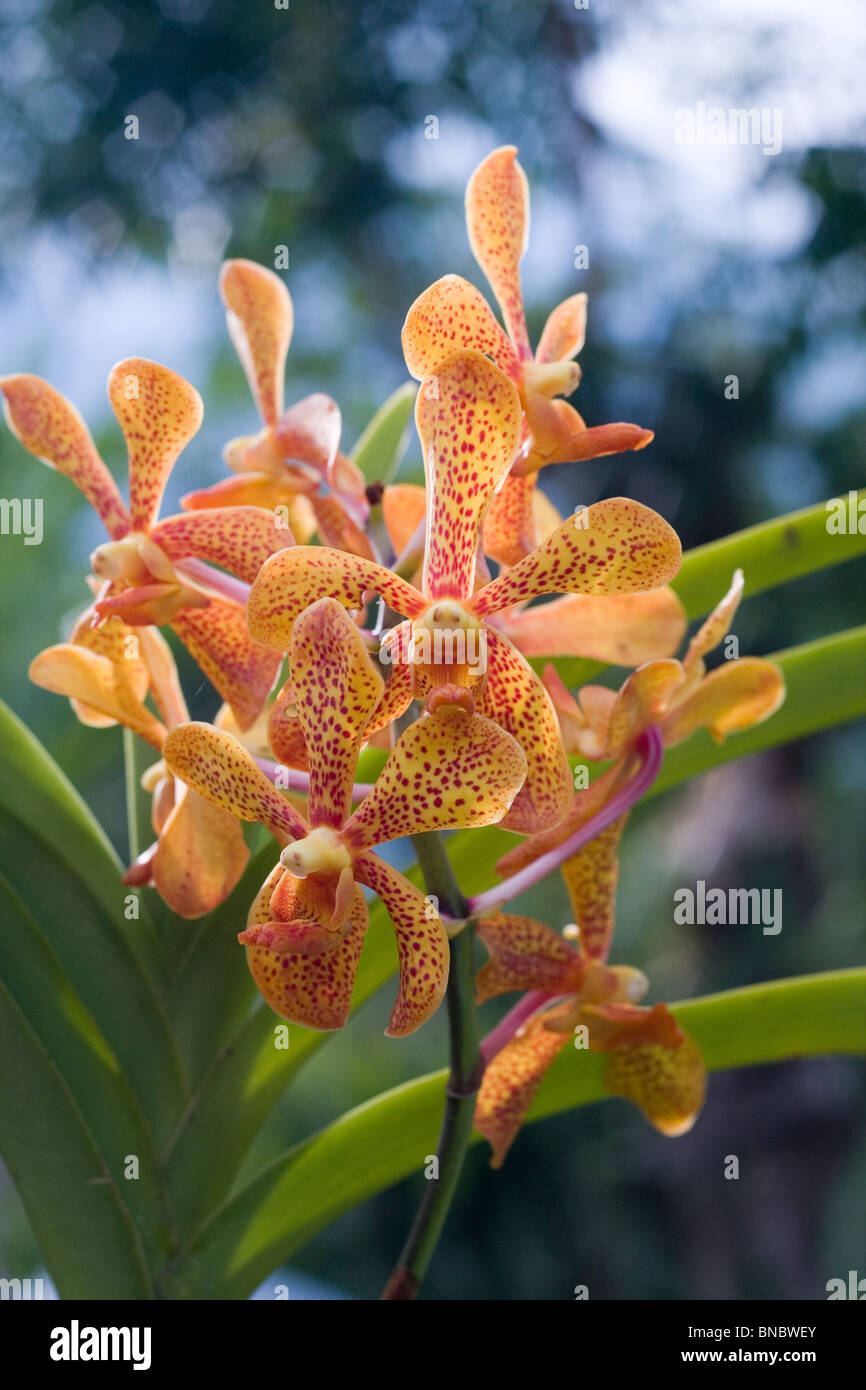 Orange Vanda orchid flower Stock Photo