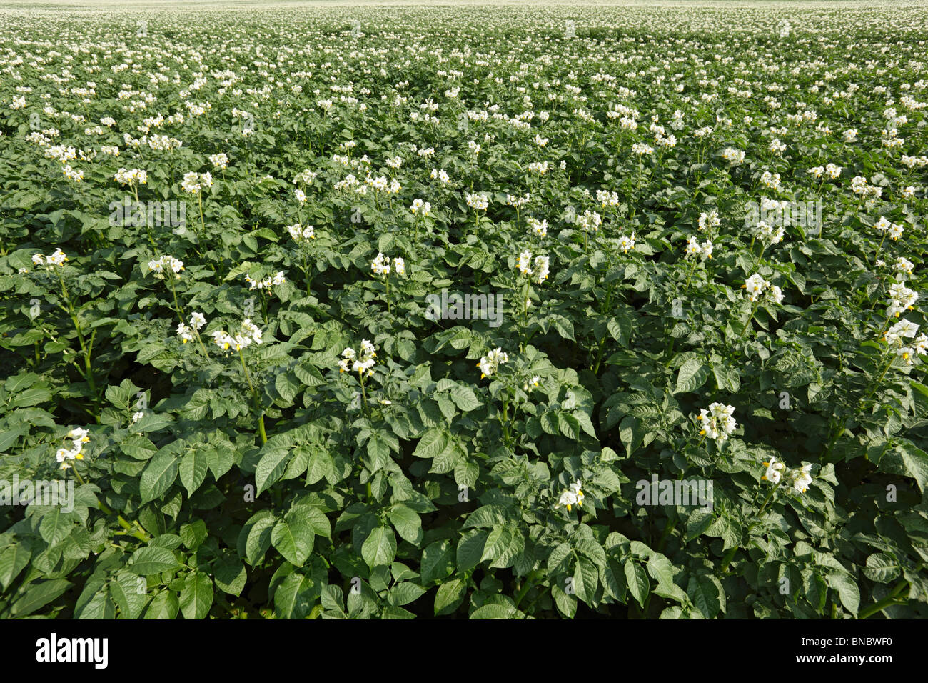 Kartoffelfeld Stock Photo