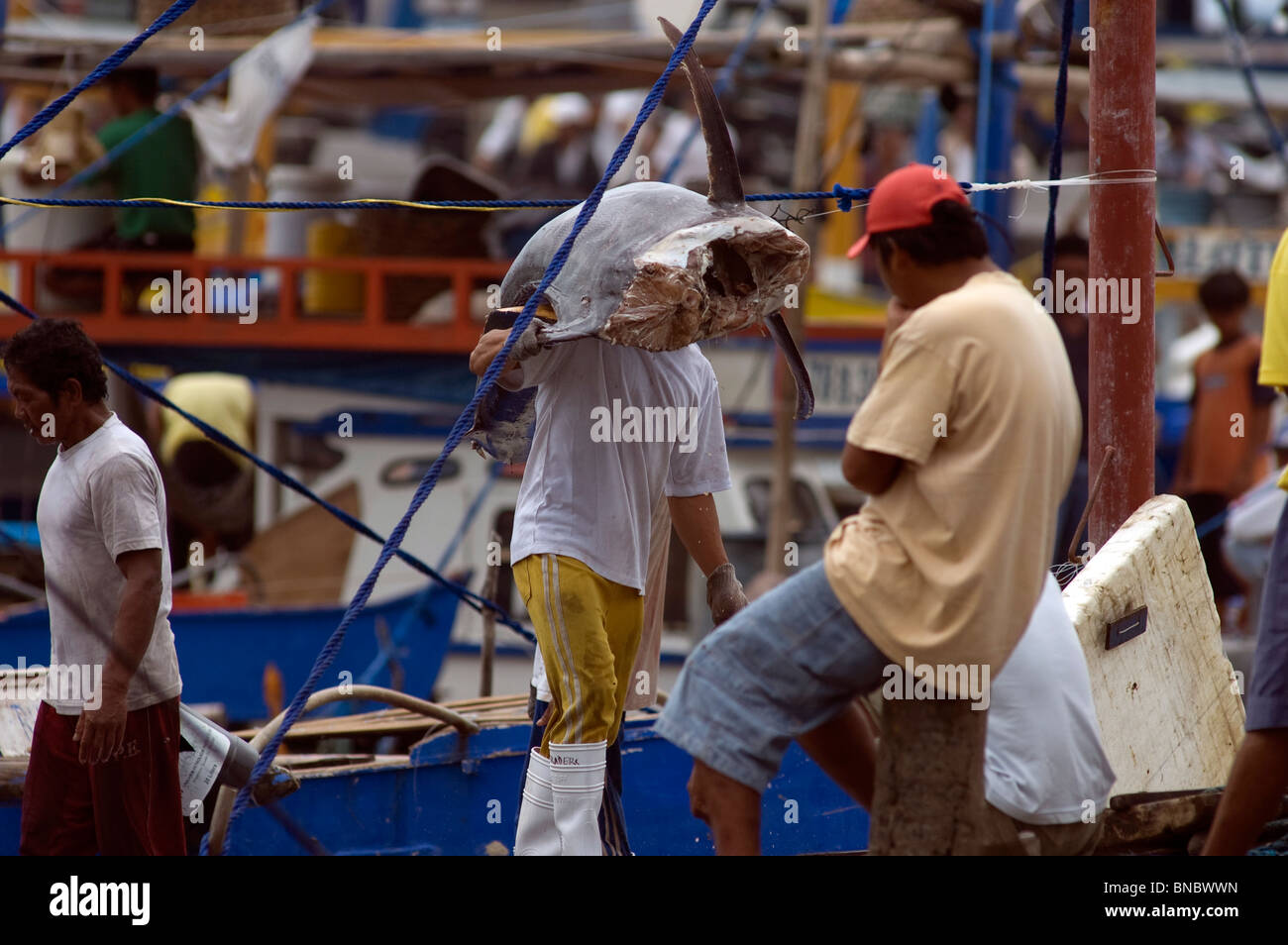 Marlin fish being hauled to market, General Santos City, Mindanao