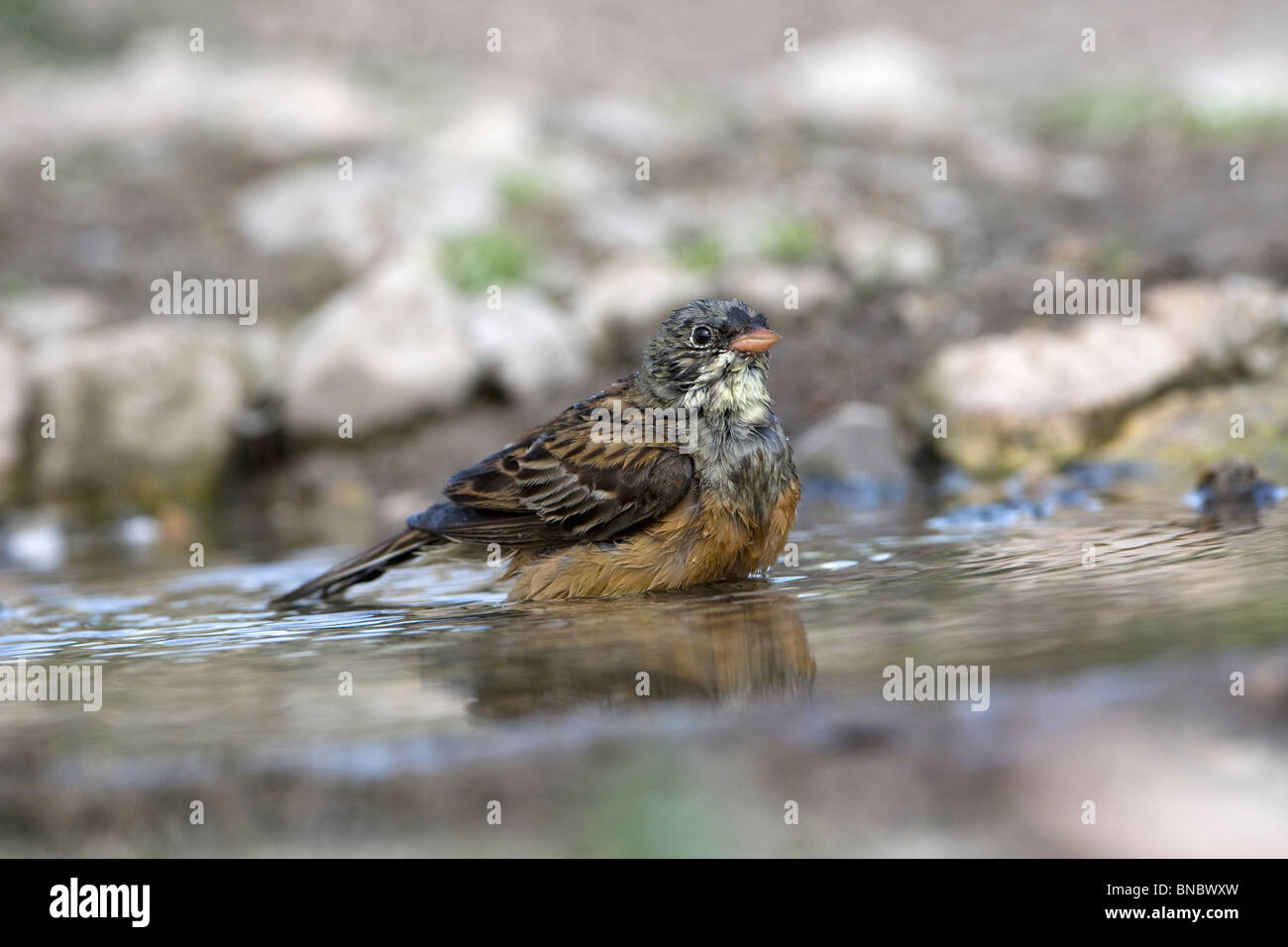 Ortolan Bunting (Emberiza hortulana) bathing Stock Photo