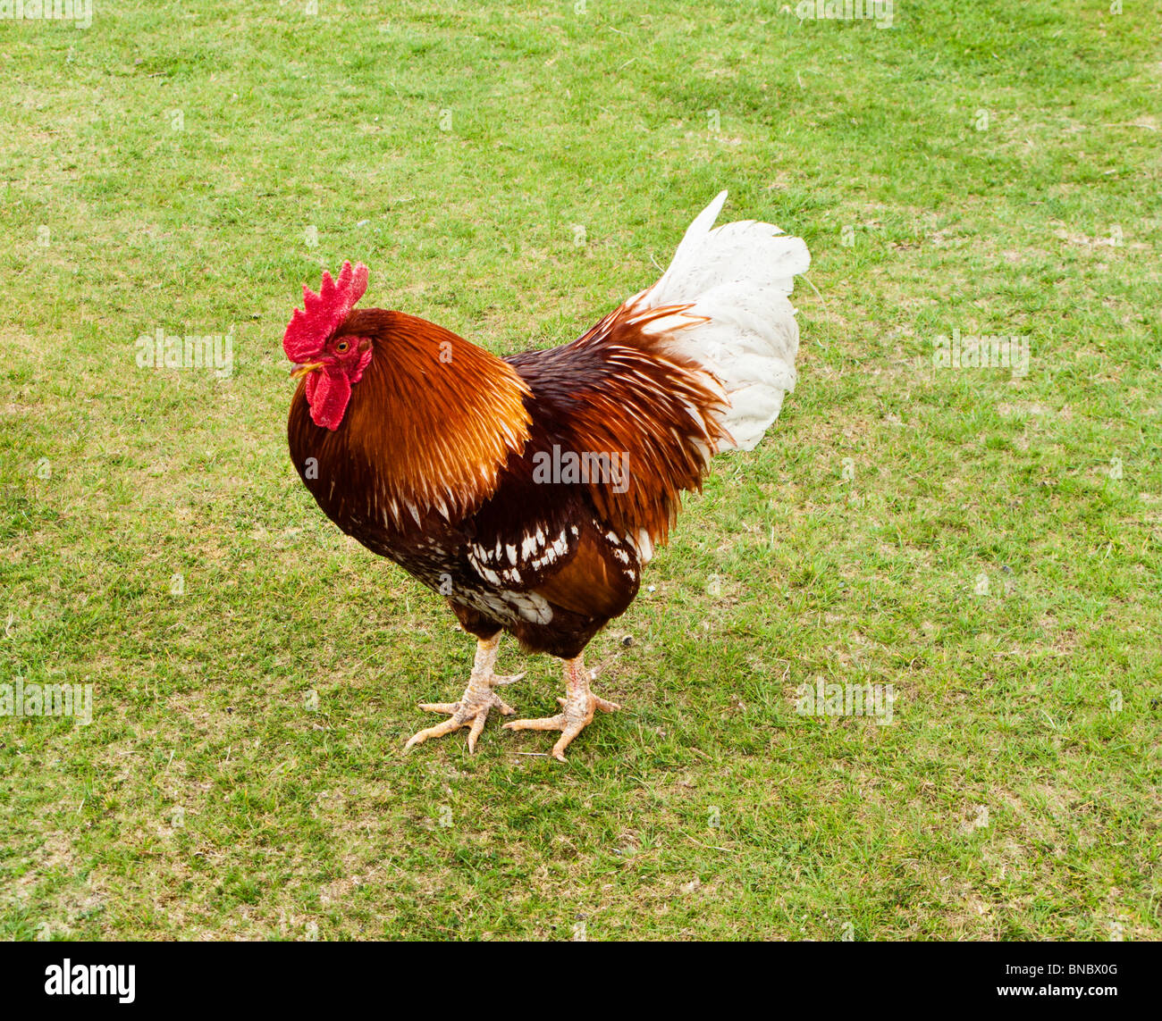Rooster - farmyard animal - in a field Stock Photo