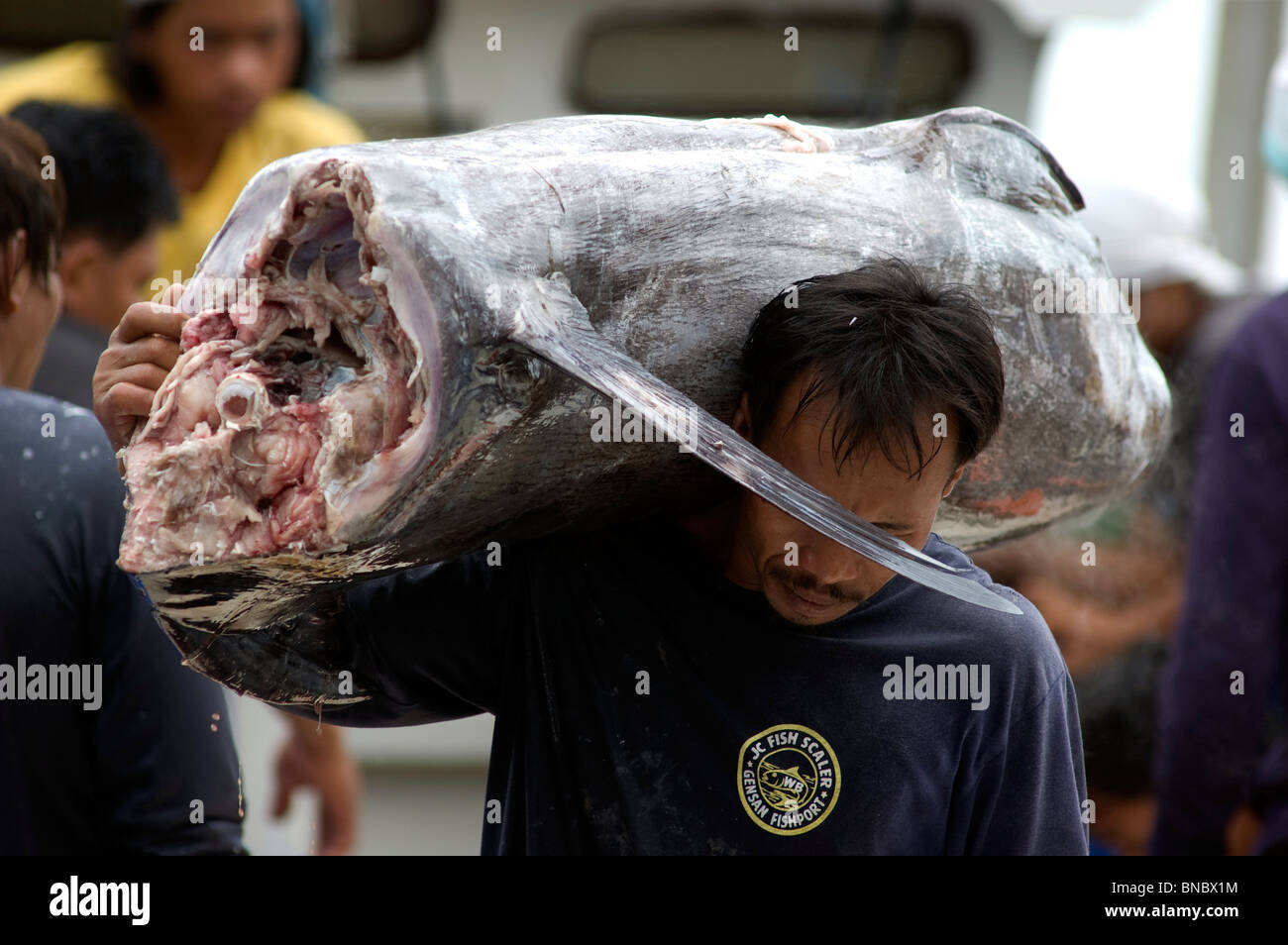 Marlin fish being hauled to market, General Santos City, Mindanao