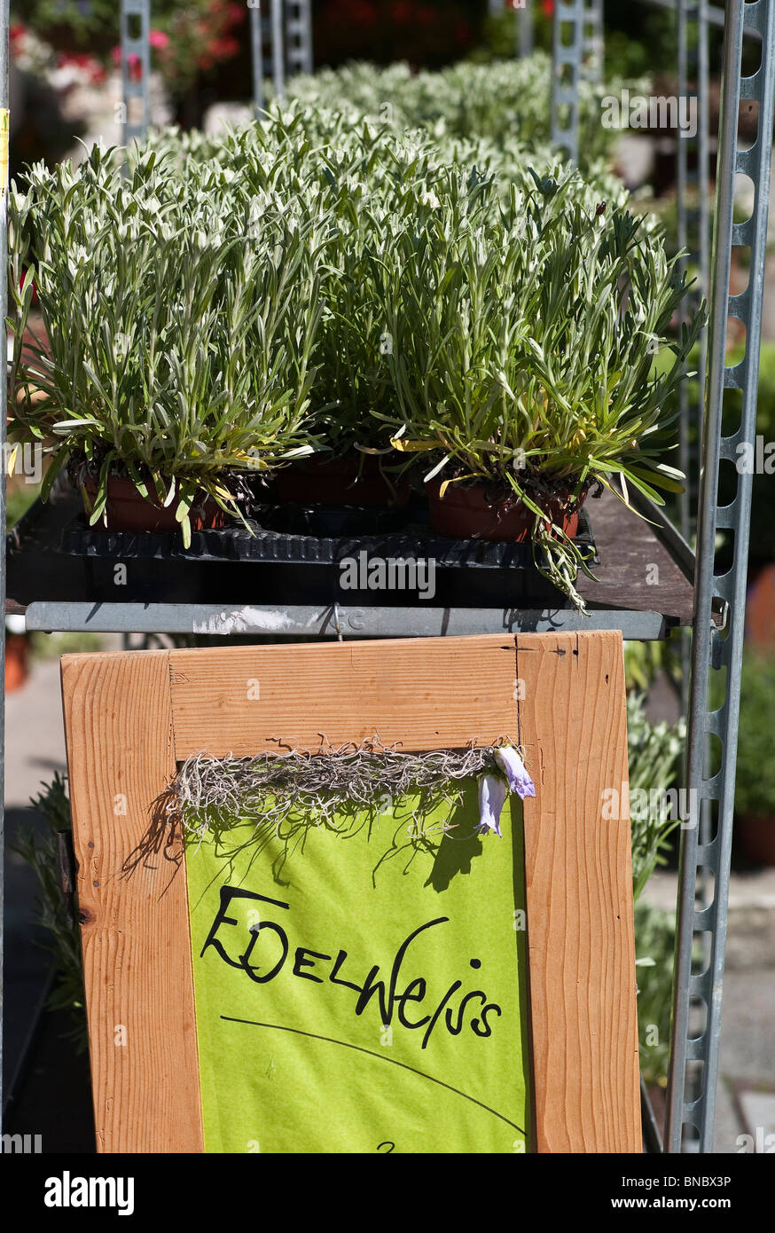 Edelweiss flowering plants for sale in Wengen Switzerland Stock Photo