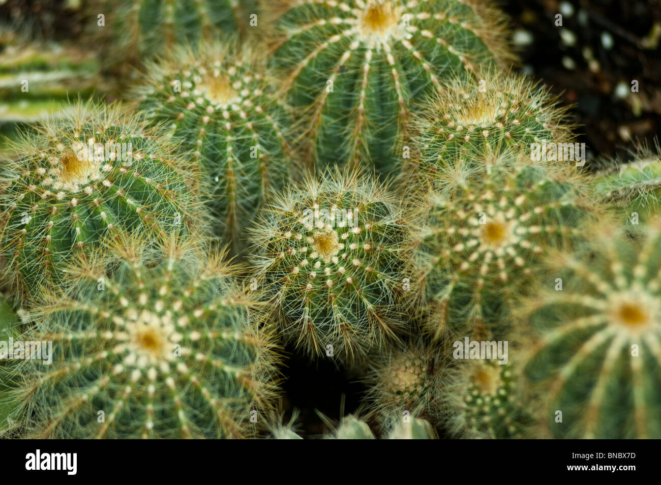 Parodia cactus, Parodia magnifica, cactaceae, Brazil, Uruguay Stock Photo