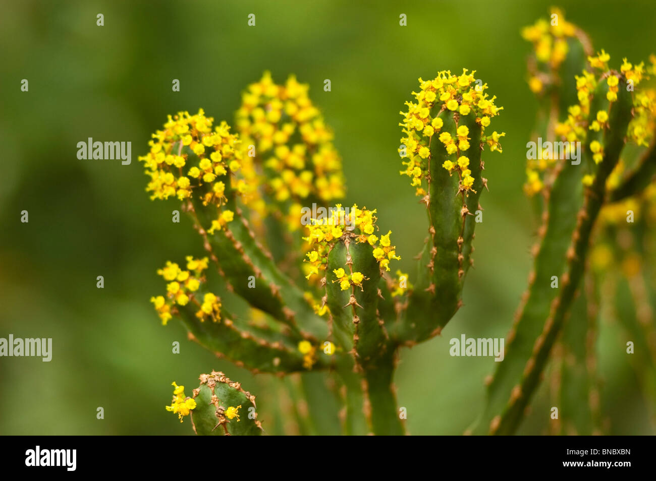 spruce, Euphorbia ledienii, euphorbiaceae, South Africa Stock Photo