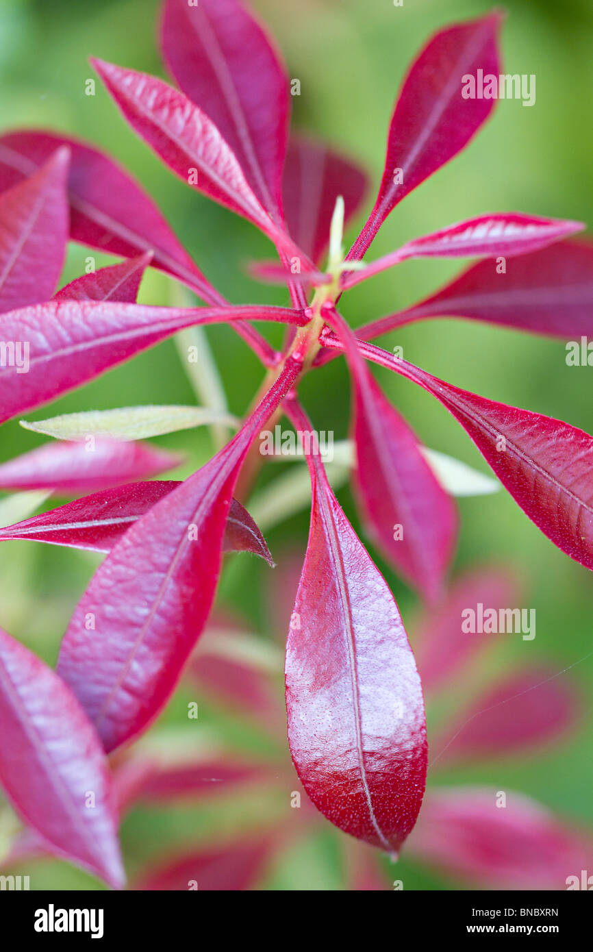 Pieris Forest Flame Stock Photo