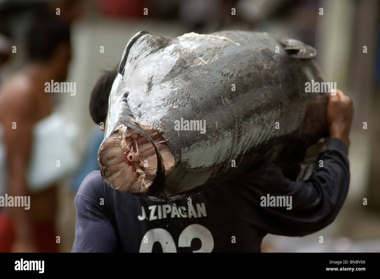 Marlin fish being hauled to market, General Santos City, Mindanao