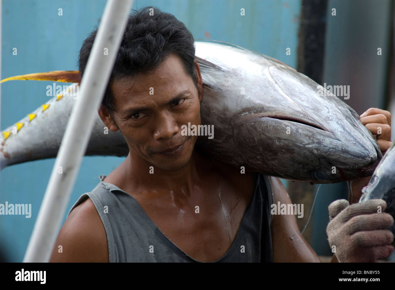Marlin fish being hauled to market, General Santos City, Mindanao