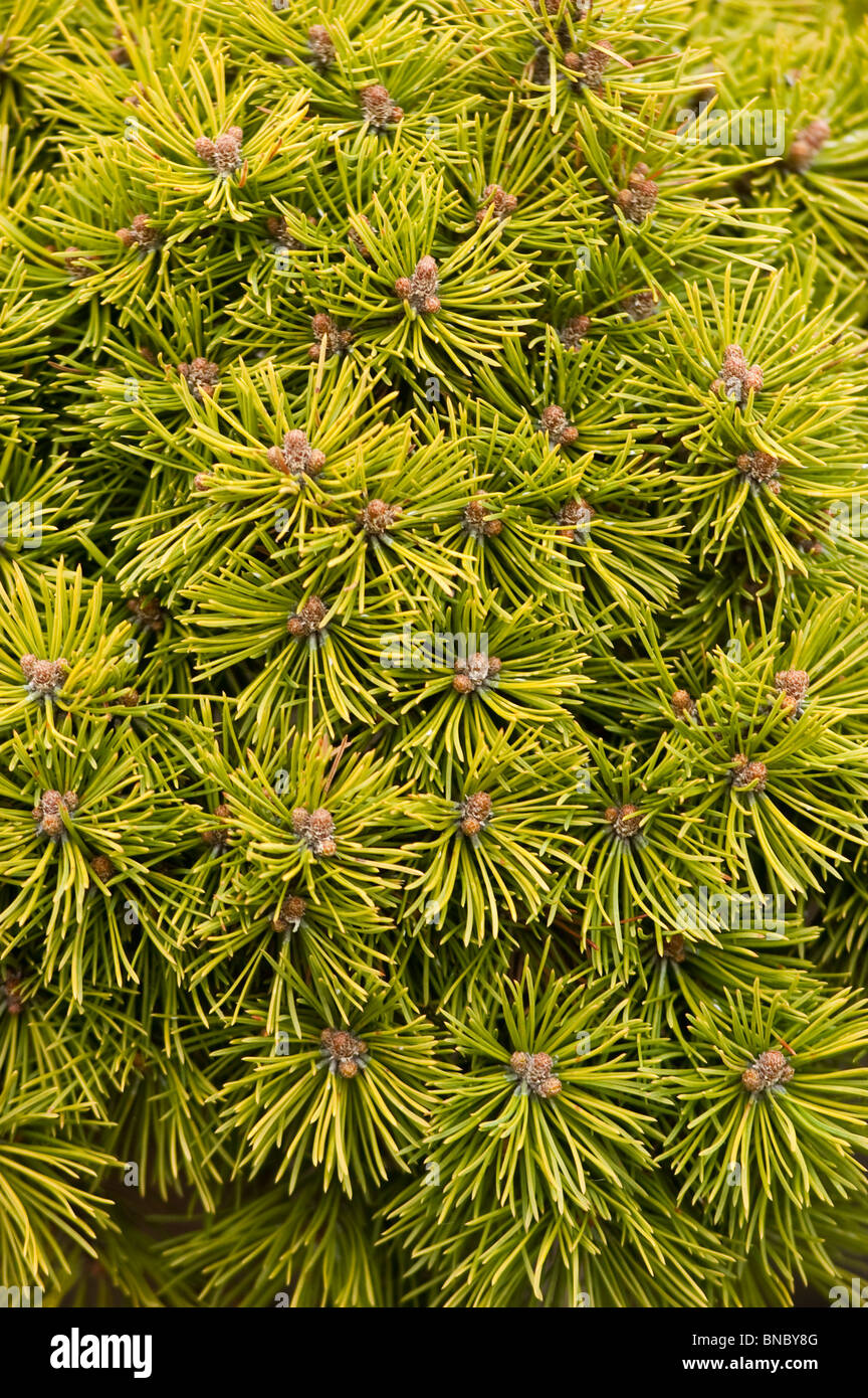 Pinus Mugo var Mops, Close up, Swiss Mountain Pine, Mugo Pine , Pinaceae,  sosna gorska, Stock Photo