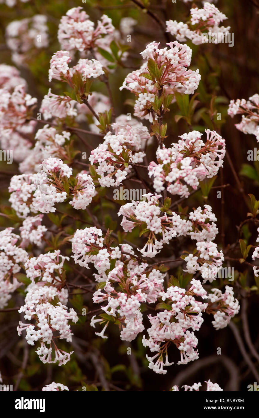 viburnum-farreri-nanum-hi-res-stock-photography-and-images-alamy