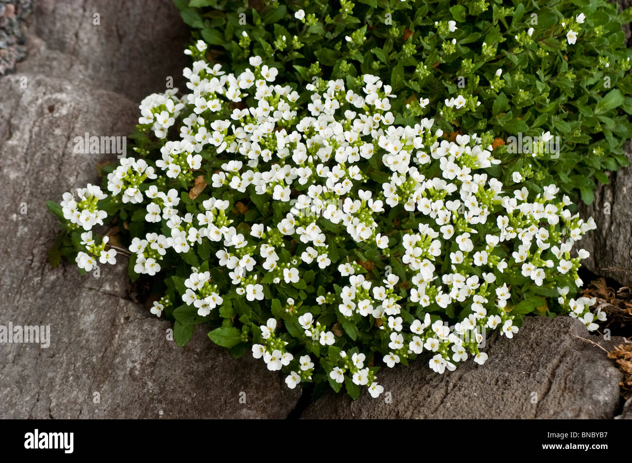 White flowers of Wall rockcress, Arabis caucasica Schneehaube, Brassicaceae, gesiowka kaukaska, alpine, plant, rock Stock Photo