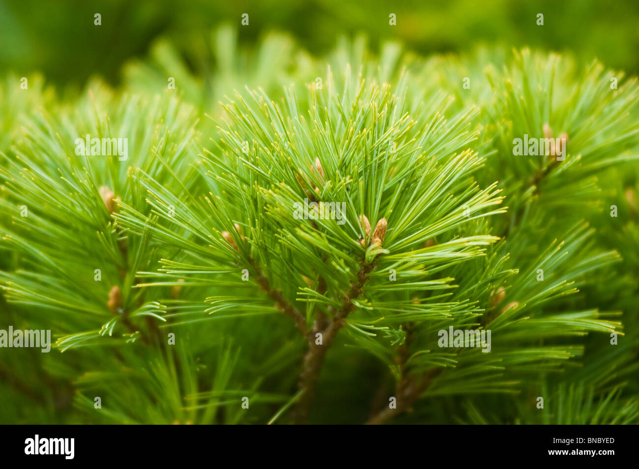 Pinus strobus var Pygmaea, , Eastern white pine, USA, North America, sosna amerykanska,wejmutka, pinaceae Stock Photo