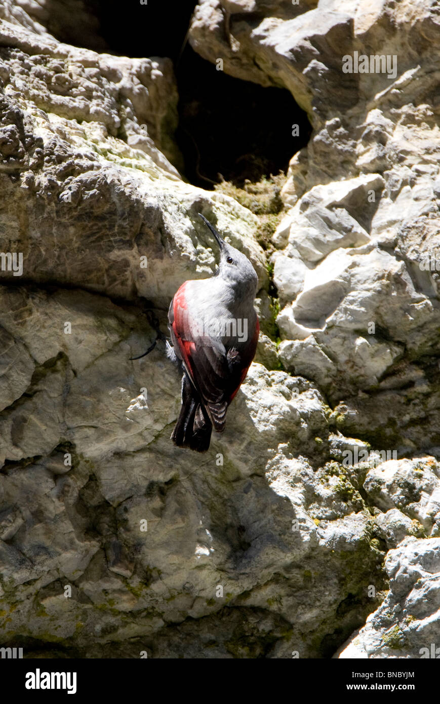 Wallcreeper (Tichodromadidae) perching on a rock face Stock Photo