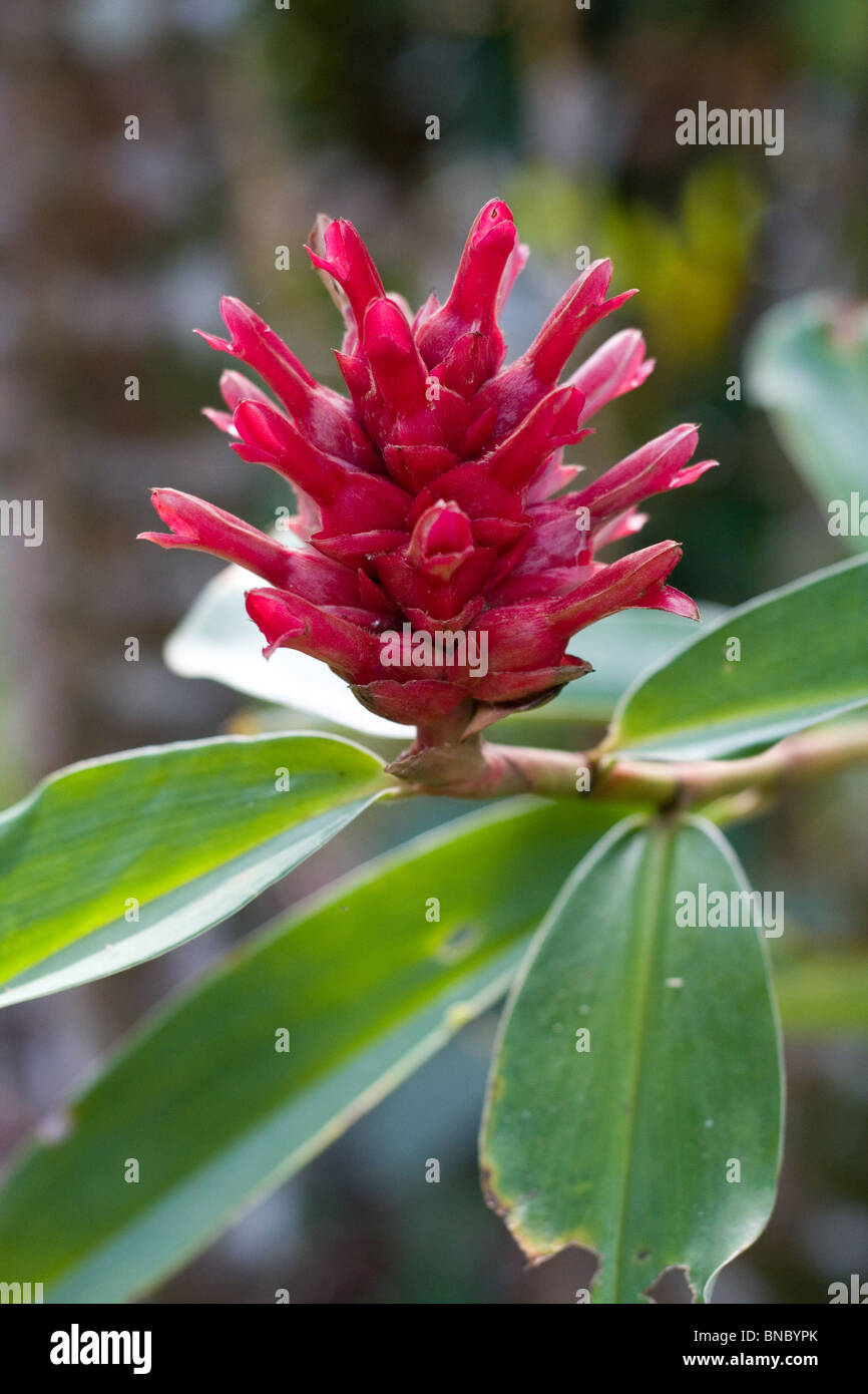 wild ginger plant