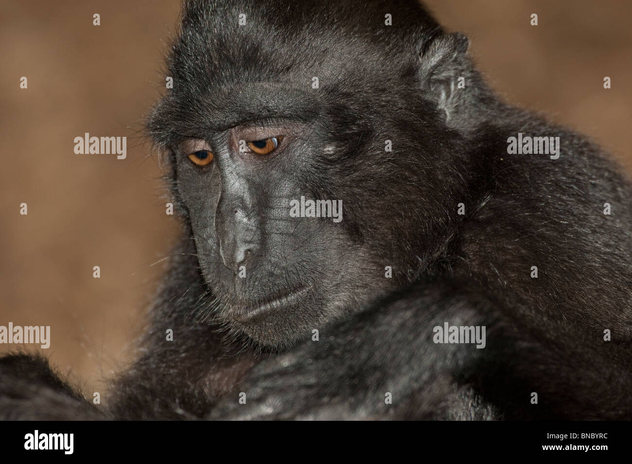 Sulawesi Crested Macaque, Macaca nigra, from Indonesia. Stock Photo