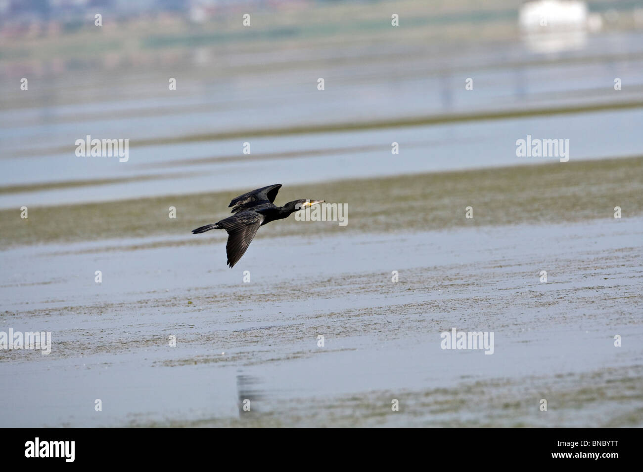 Great Cormorant (Phalacrocorax carbo) in flight Stock Photo