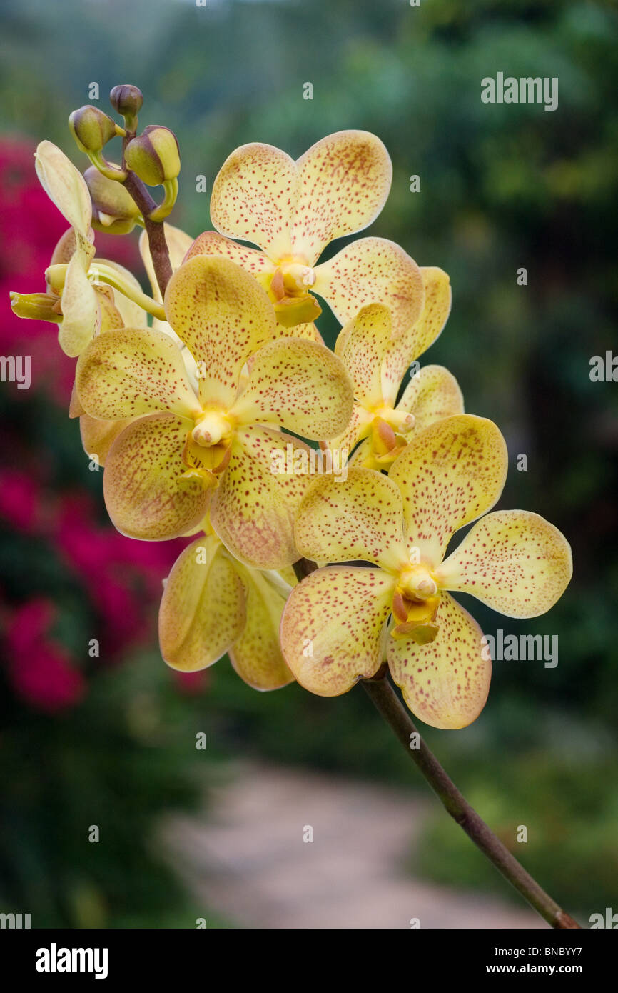 Yellow Vanda orchid flowers Stock Photo