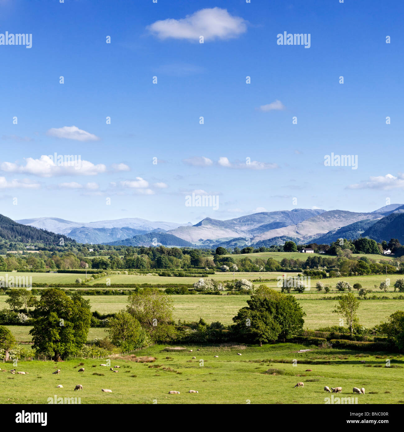 Mountains in the Lake District - View to the central Lakeland fells across Bassenthwaite Common, The Lake District, England, UK Stock Photo