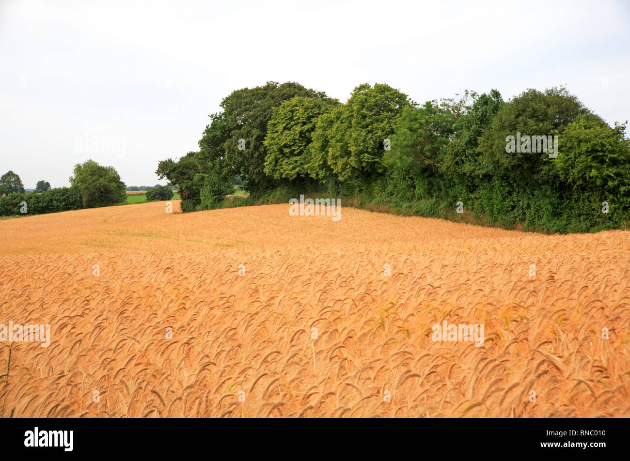An East Anglian landscape of ripening barley and hedgerows of green trees at Edgefield, Norfolk, England, United Kingdom. Stock Photo