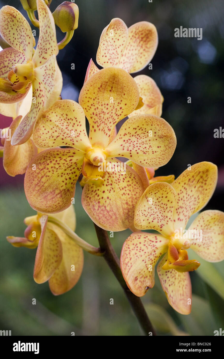 Yellow Vanda orchid flowers Stock Photo
