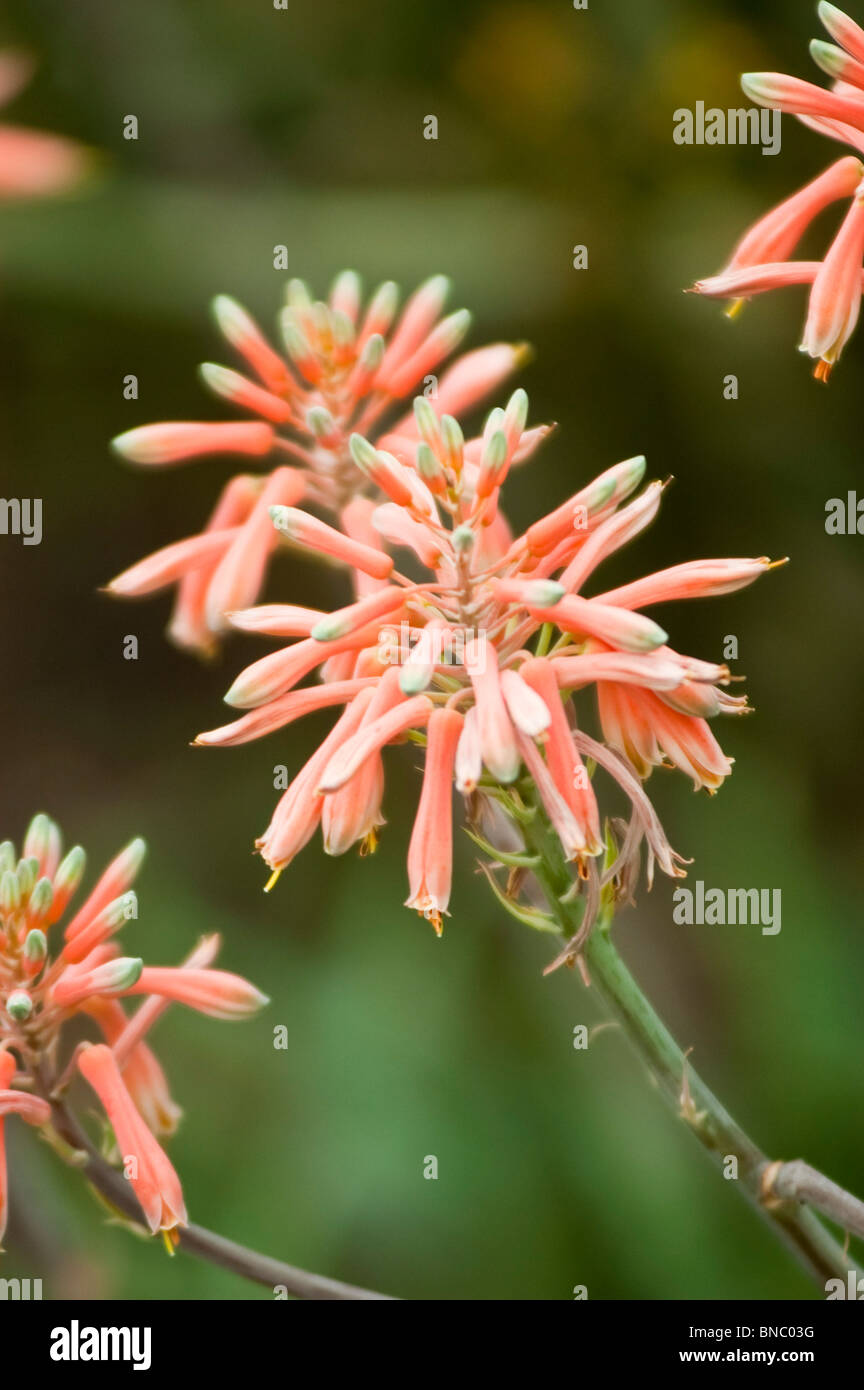 Aloe zebrina hi-res stock photography and images - Alamy