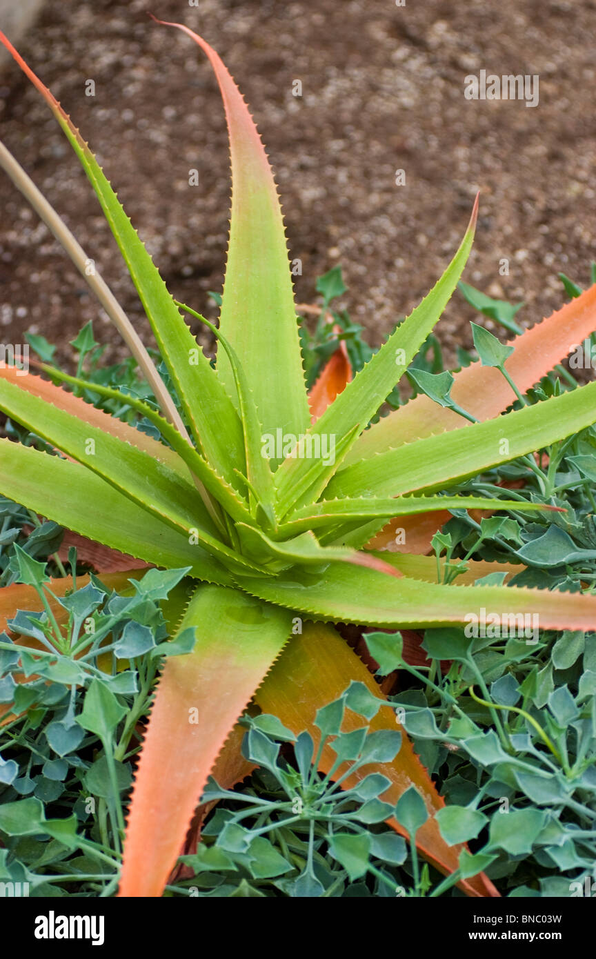 Aloe bulbillifera var bulbillifera hi-res stock photography and images -  Alamy