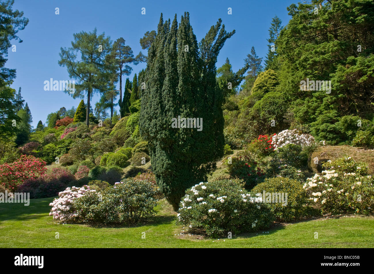 Rhododendrons Benmore Botanic Gardens nr Dunoon Argyll & BUte Scotland Stock Photo