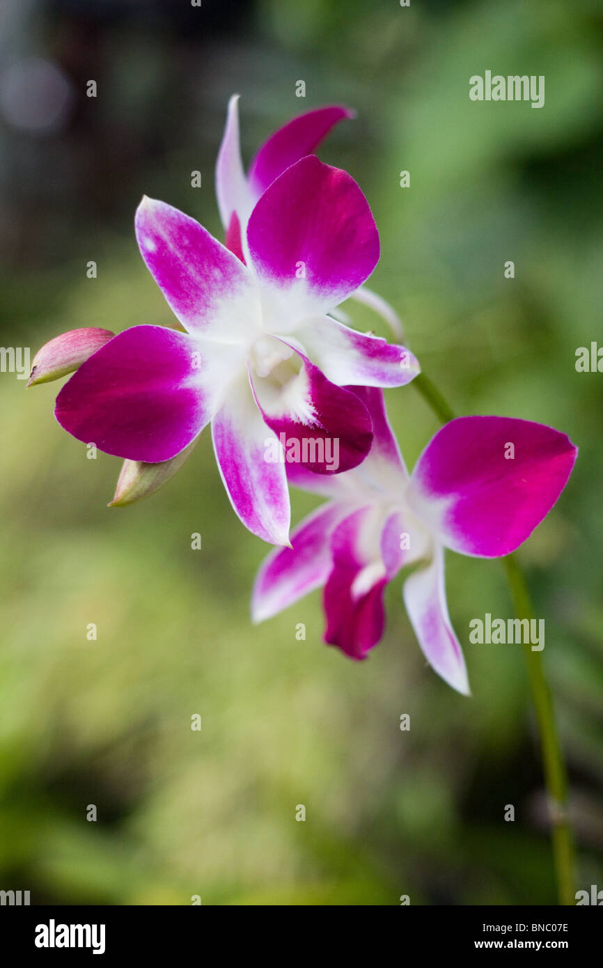 Dendrobium orchid flower Stock Photo