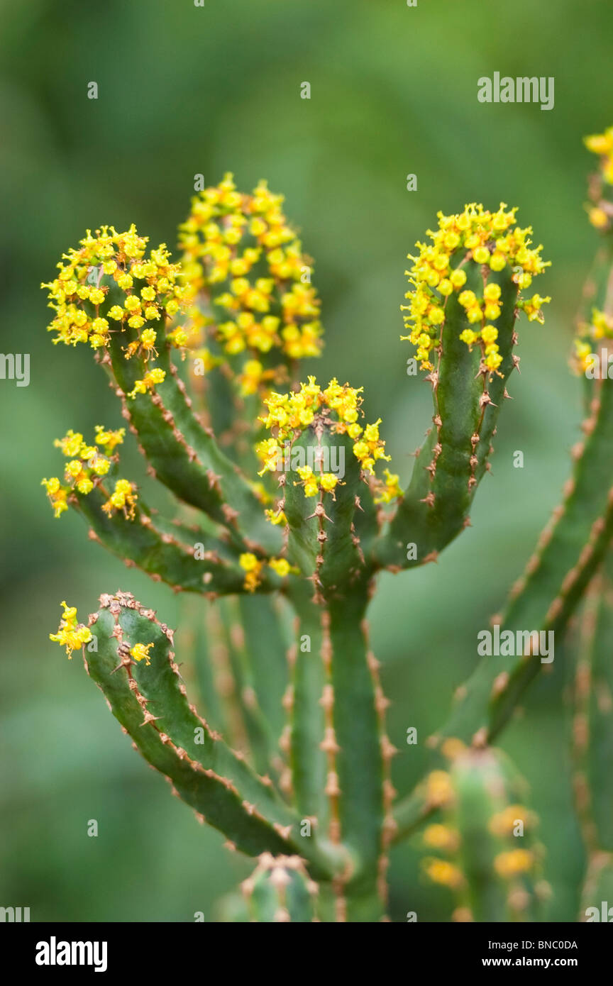 spruce, Euphorbia ledienii, euphorbiaceae, South Africa Stock Photo