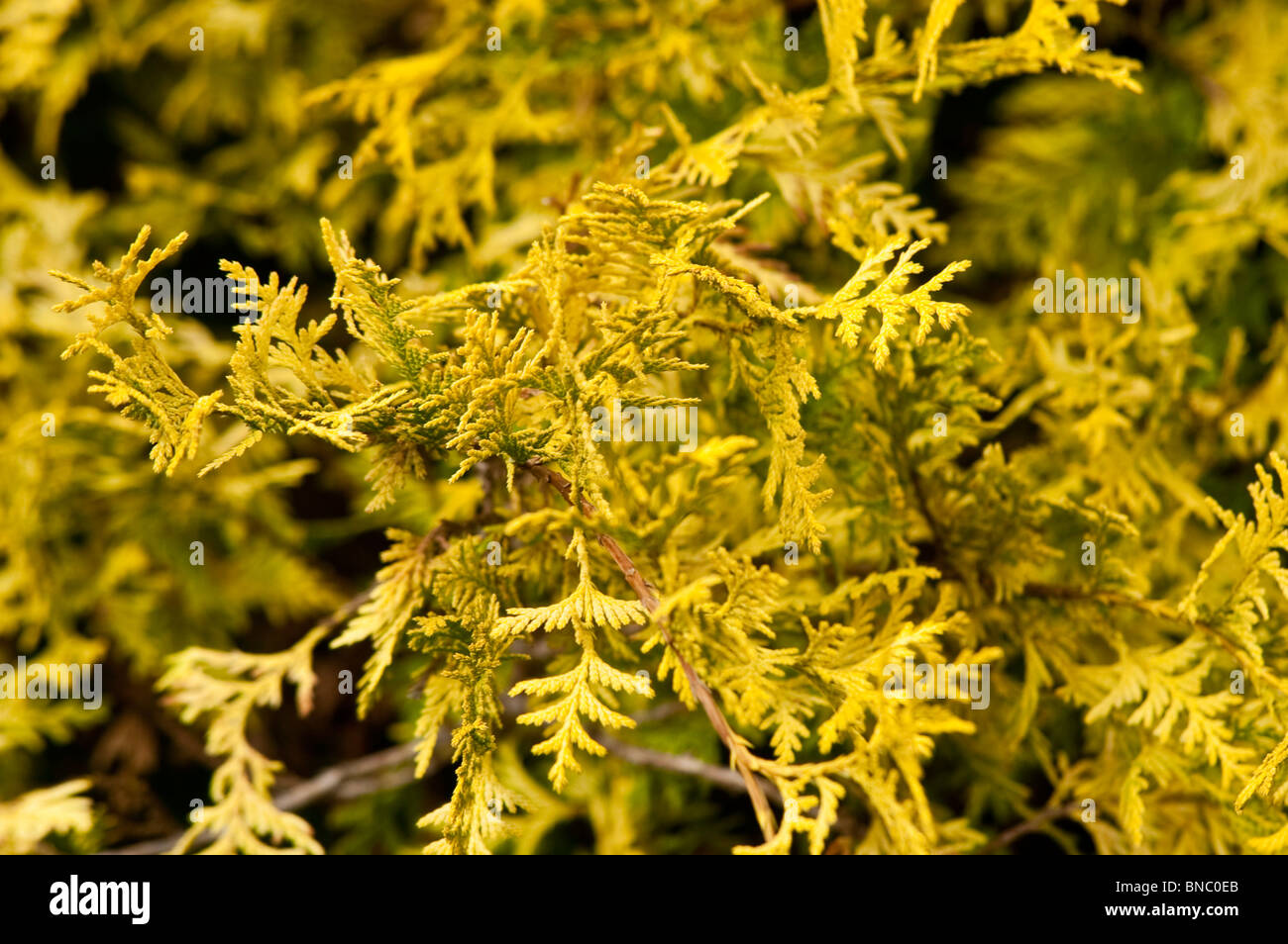 Chamaecyparis pisifera Vintage Gold, False Cypress, Sawara, Cupressaceae, Yellow, branch, AUREA, cyprysik groszkowy Stock Photo