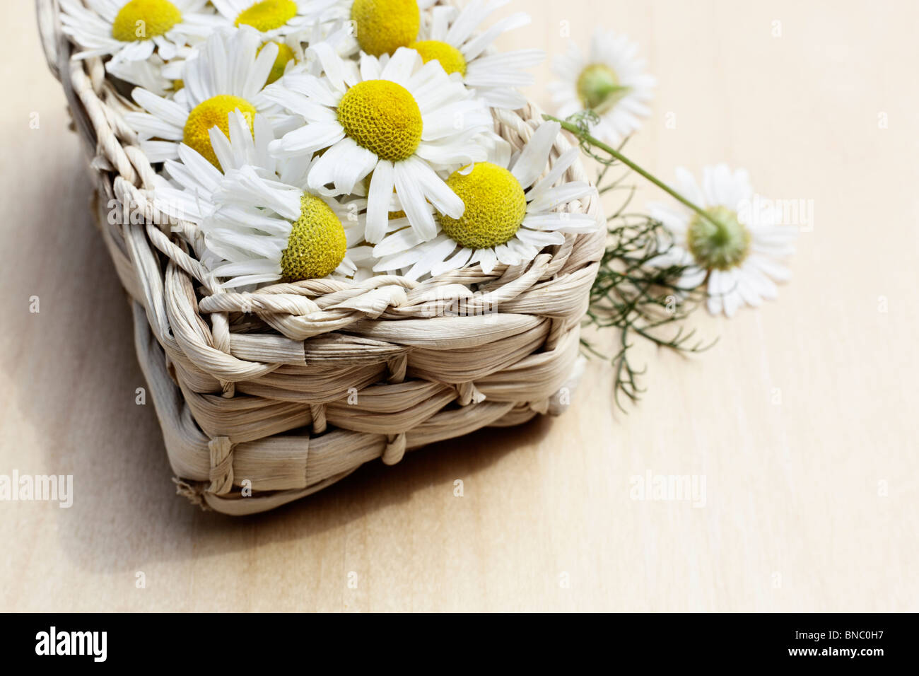 Chamomile, Matricaria chamomilla Stock Photo