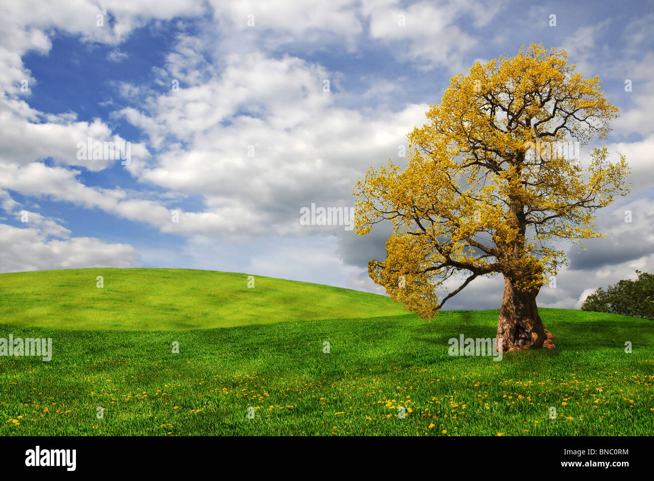 Old oak tree in the field with blue sky and white clouds Stock Photo ...