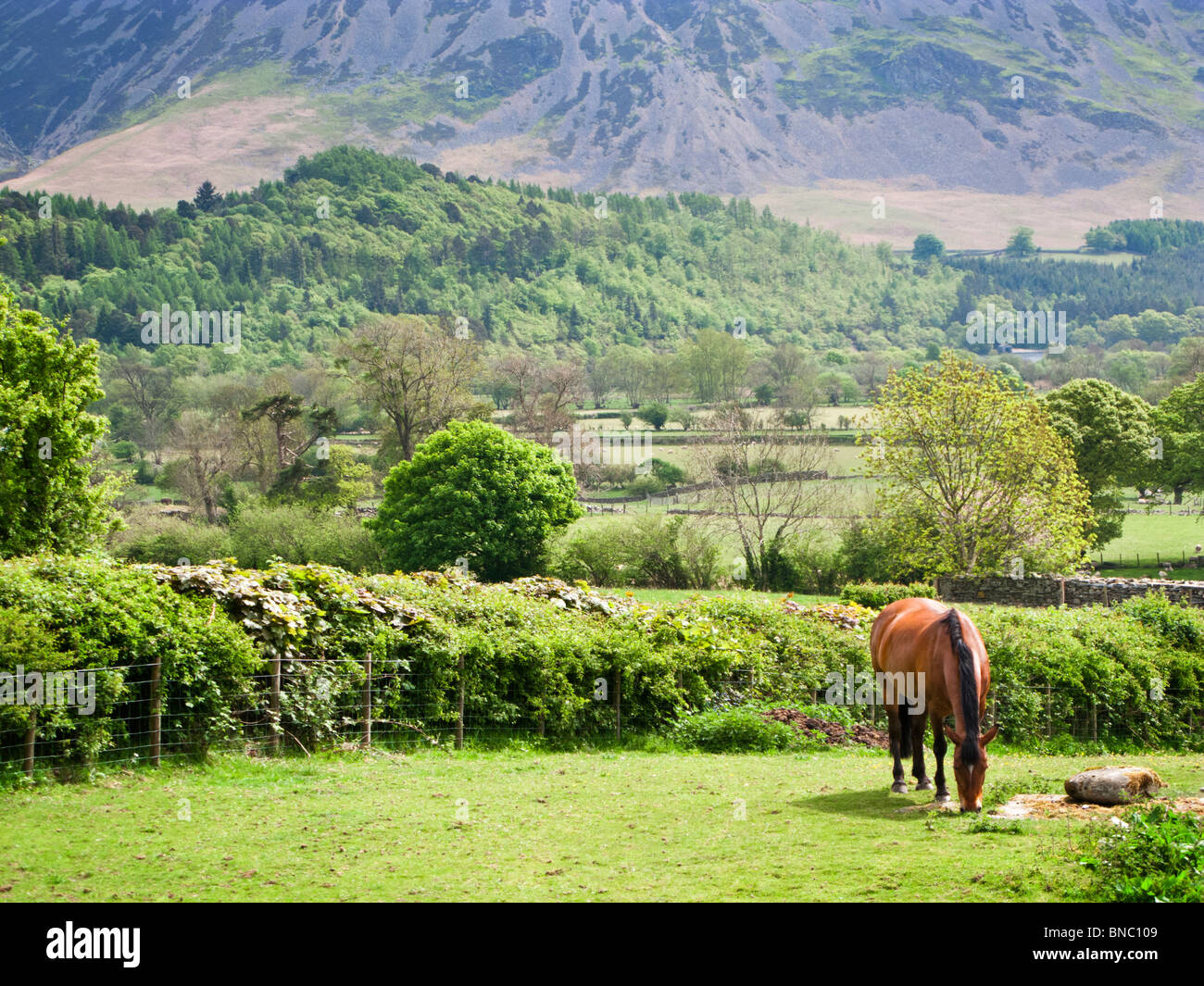 Horse in a field grazing in the Cumbrian mountains, Lake District, England, UK Stock Photo