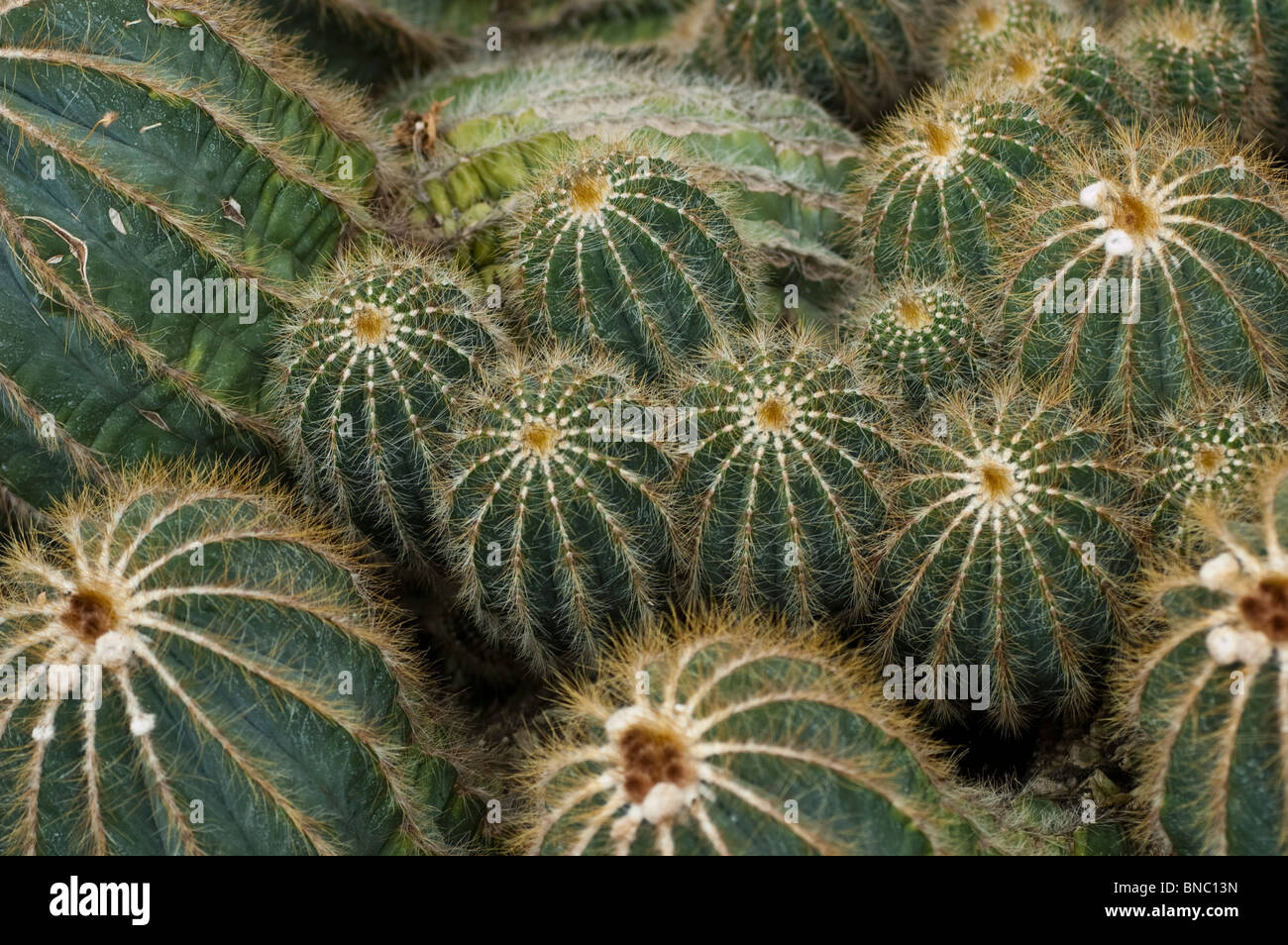 Parodia cactus, Parodia magnifica, cactaceae, Brazil, Uruguay Stock Photo