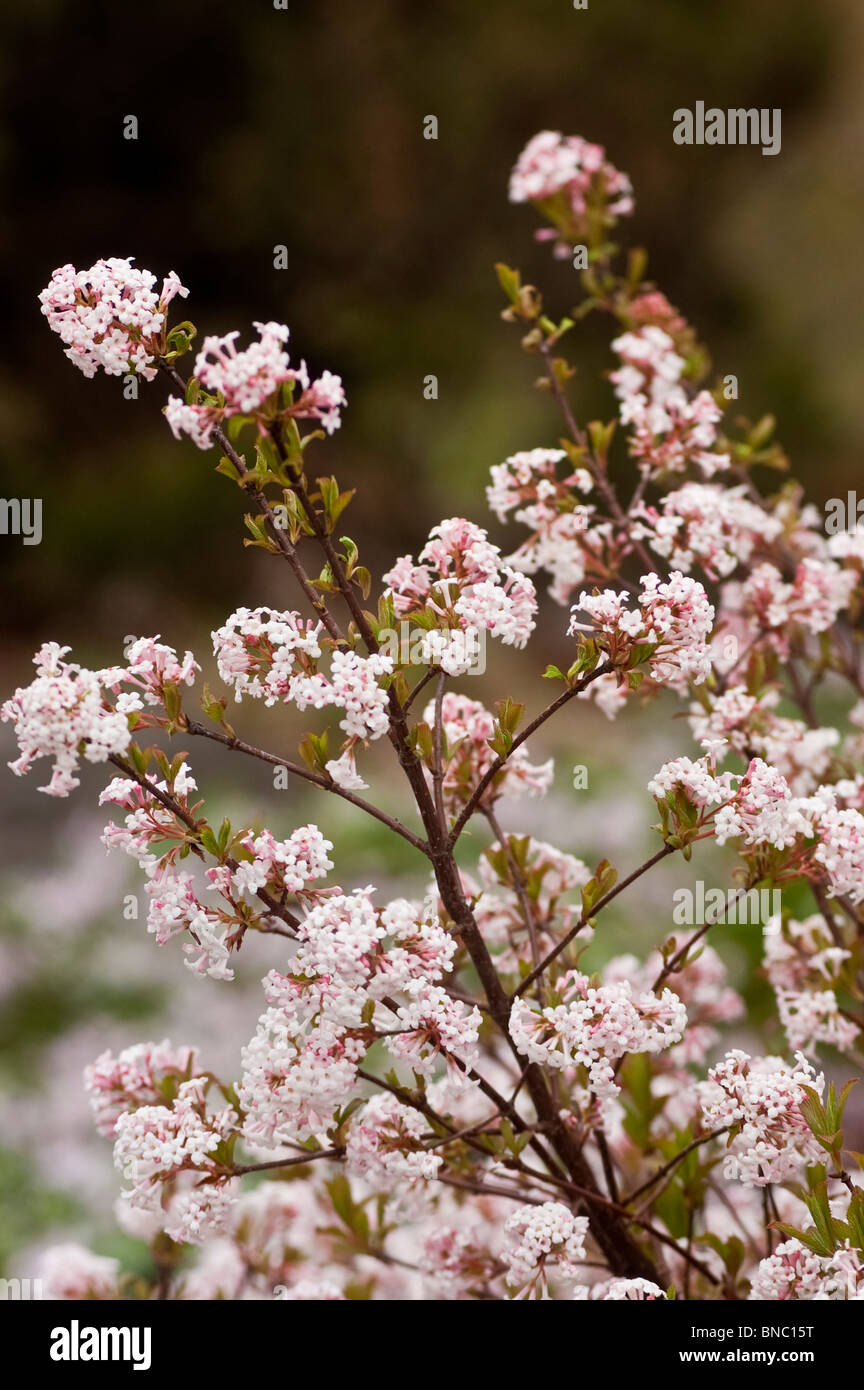 Fragrant viburnum, Viburnum farreri Nanum, caprifoliaceae Stock Photo