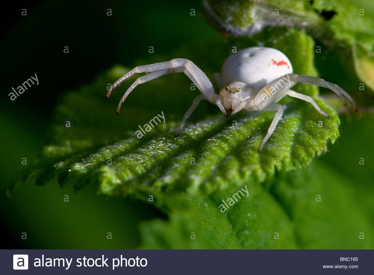 White Goldenrod Crab Spider Misumena Stock Photos & White Goldenrod